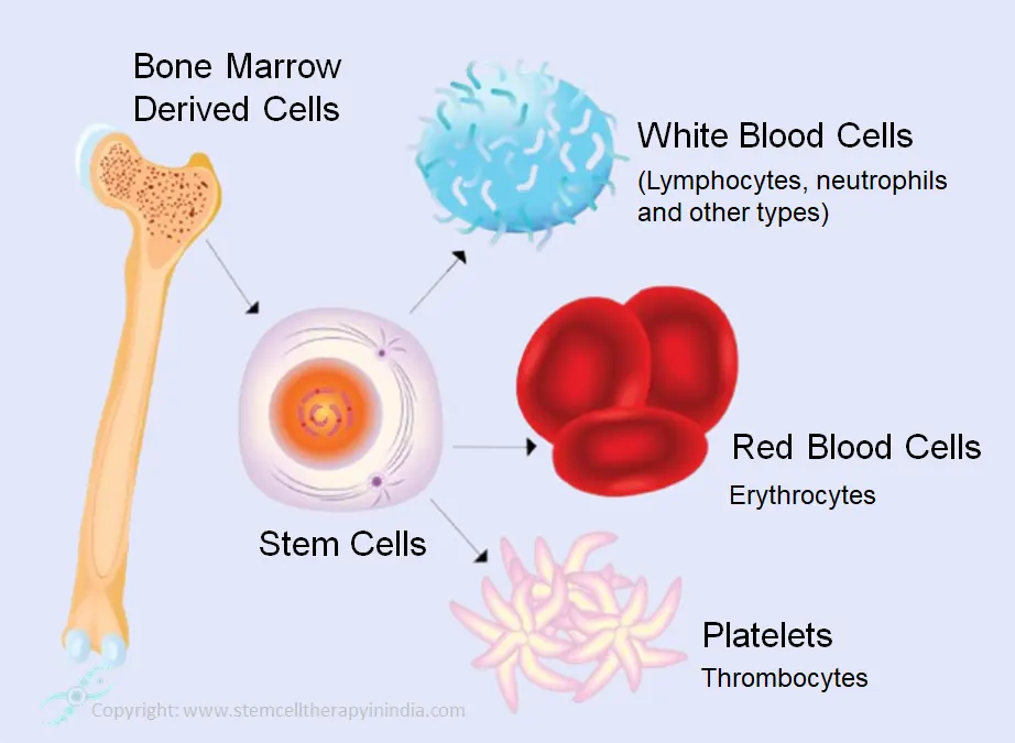 bone marrow derived cells
