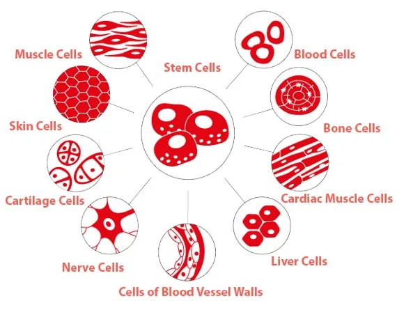 what are stem cells